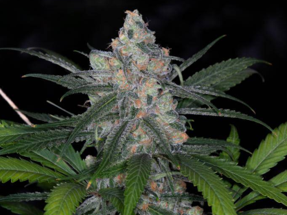 Blue Dream Cannabis Clone