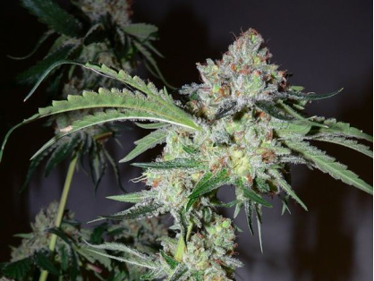 Bubba Kush Cannabis Clone