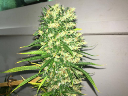 Durban Poison Cannabis Clone