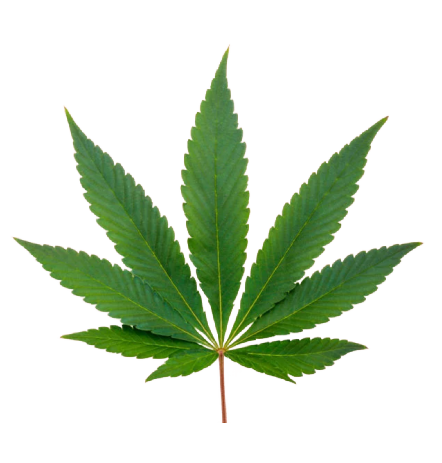 Hybrid Cannabis Clones