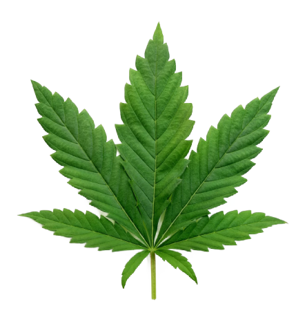 Indica Cannabis Clones