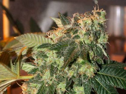 Northern Lights Cannabis Clone