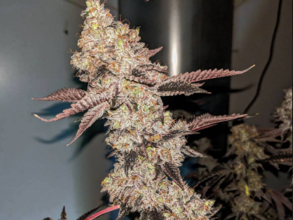 Wedding Cake Cannabis Clone