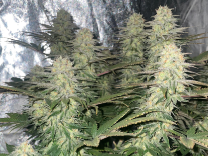 White Widow Cannabis Clone