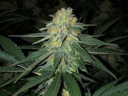 Zkittlez Cannabis Clone